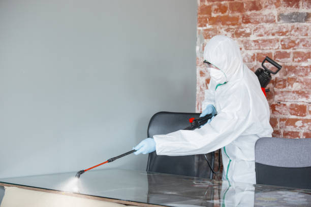 Best Basement Mold Removal  in Ashland City, TN