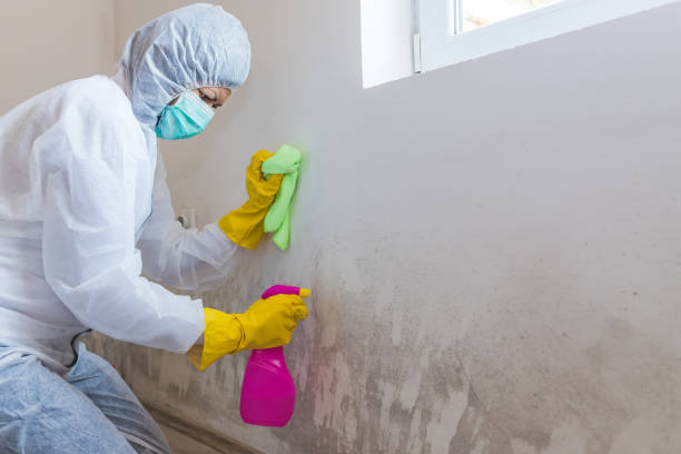 Best Commercial Mold Inspection  in Ashland City, TN