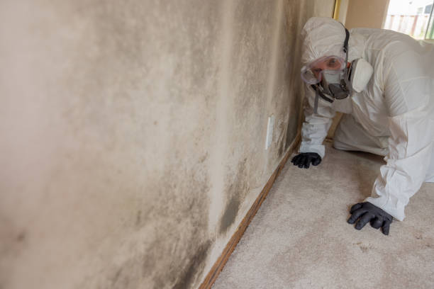 Best Water Damage & Mold Remediation  in Ashland City, TN